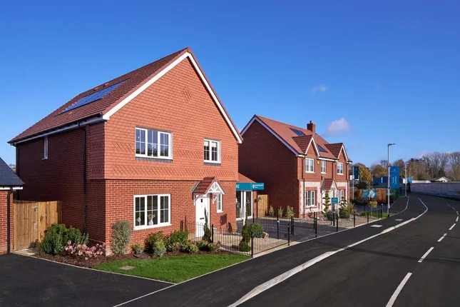 Countryside - Morella Woods