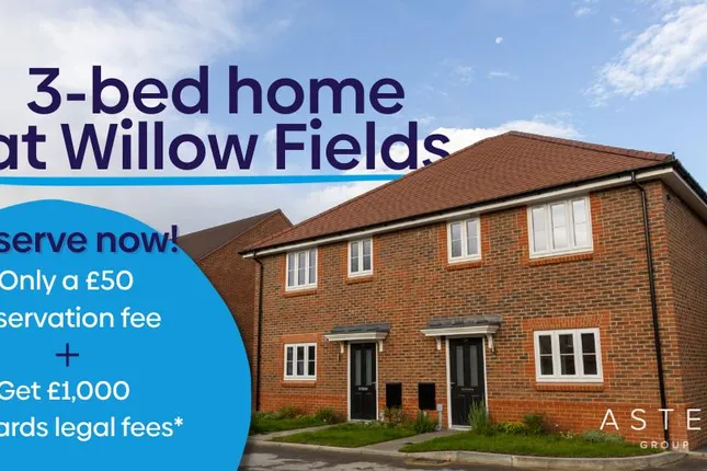 Aster - Willow Fields, Alford