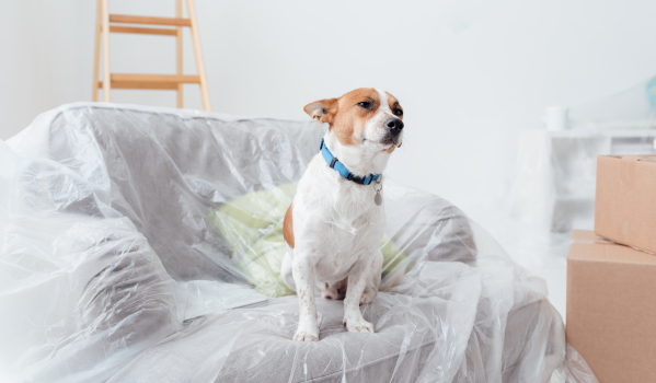 Your pet is unlikely to be a fan of the moving home experience